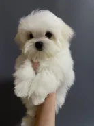 ����������� �������. ��� ����� �� ������������ ����
