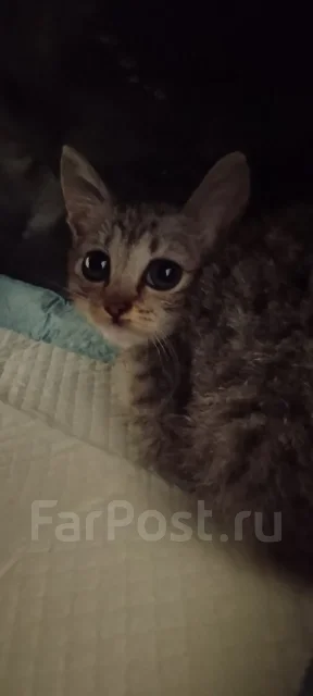�����. ����