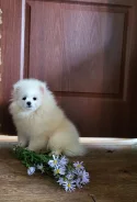 ����������� ����. ��� ����� �� ������������ ����