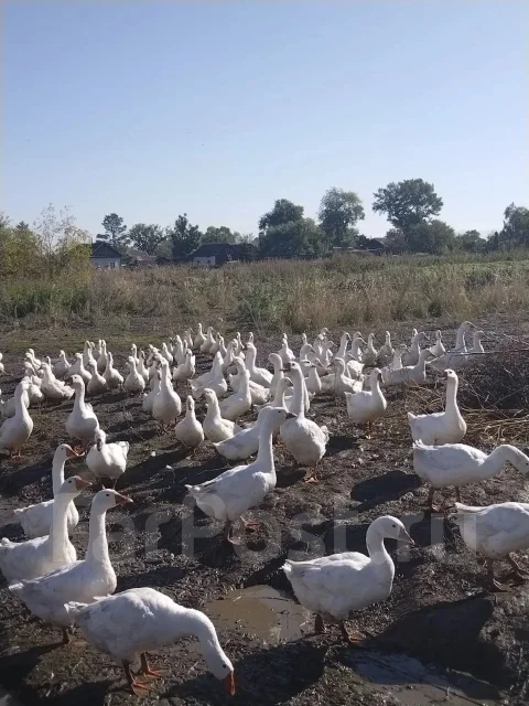 ����. ����