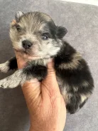 ����������� ����. ����