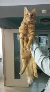 �����. ����