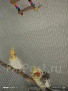 ������� �������. ����