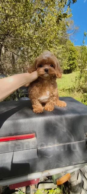 ��������. ����