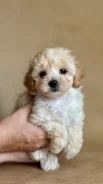 �����. ����