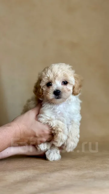 �����. ����