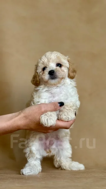 �����. ����