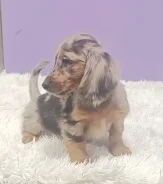 �����. ����