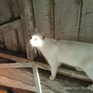 �����. ����