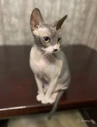 ������. ����