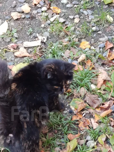 �����. ����