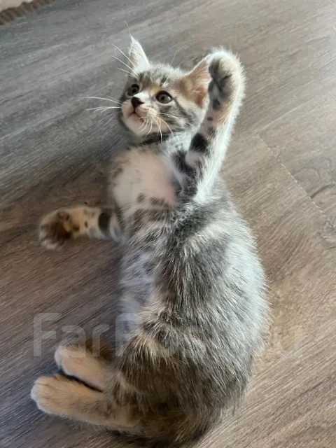�����. ����