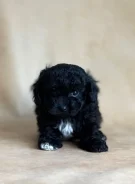 ������. ����