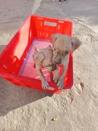 ������������ ����� ������. ����