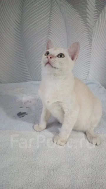 ��������. ��� ����� �� �������-��-���� ����