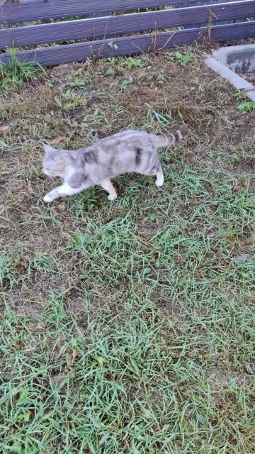 �����. ����