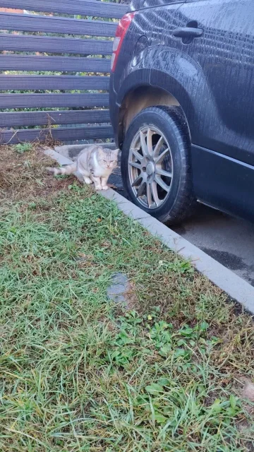 �����. ����