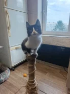 �����. ����