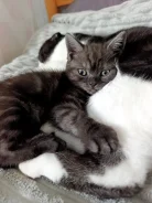 ����������� ��������� �����. ����