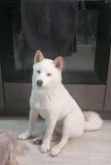 ����-���. ����