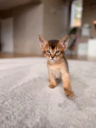 �����. ����