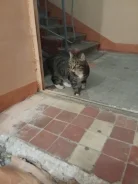 �����. ����