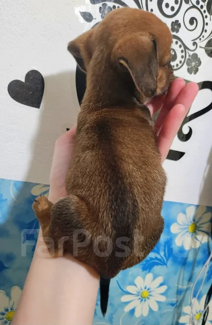�����. ����