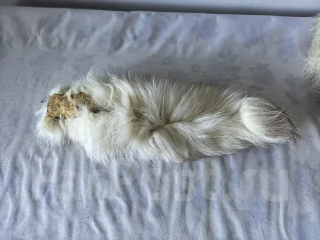 ����� ������ ����� ����