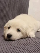 ������. ����