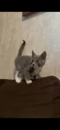 �����. ����