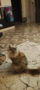 ������� , ����� ����� ������ ��� ����� �������� ��� ���������� ����