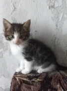 �����. ����