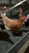 ����. ����