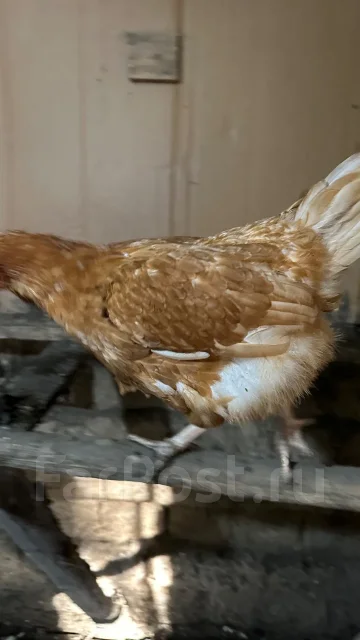 ����. ����