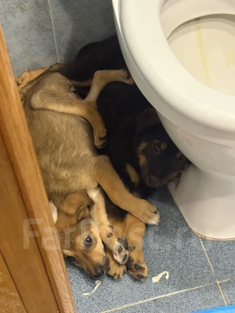 ������. ����