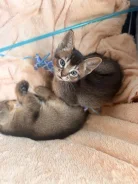 �����. ����
