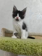 ����-���. ����