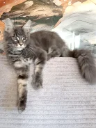����-���. ����