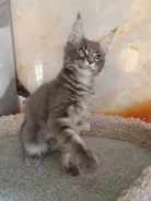����-���. ����