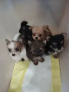 ����. ����