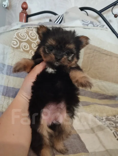 ����. ����