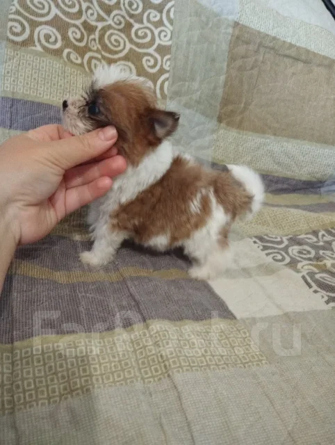 ����. ����