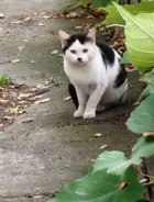 �����. ����