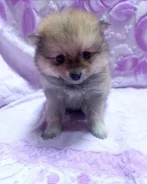 ����. ����