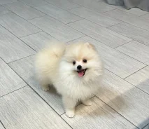 ����������� ����. ����