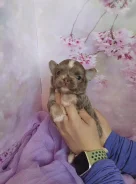 ��������. ����