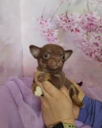 ��������. ����