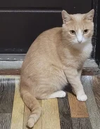 �����. ����