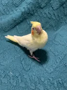 ������� �������. ����
