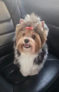 �����-����������� ������. ����